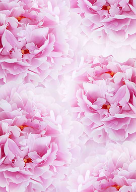 Pink Peonies Dream 2