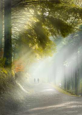 Stroll through Cardinham W