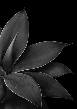 Gray Agave 1