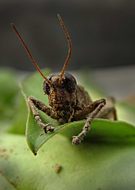 The Muddy Grasshopper