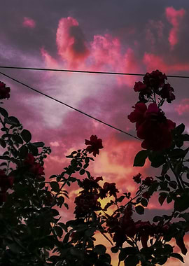 pink sunset