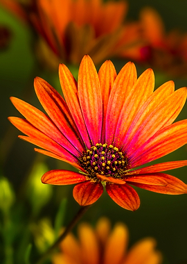Osteospermum Flower