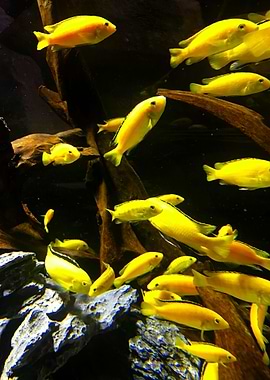 yellow fishes