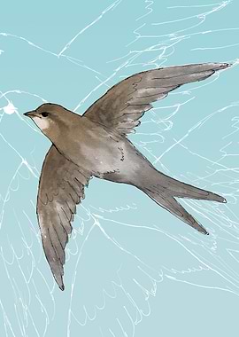 Common Swift in the air