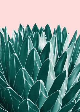 Agave Chic 1
