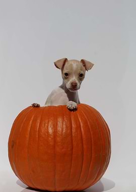 Pumpkin Puppy