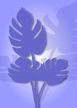 COSTELA DE ADAO LILAS