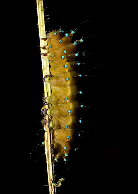 Caterpillar climbing stem