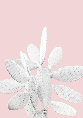 White Blush Cactus 1