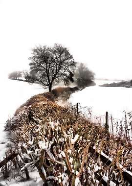 Winter Hedgerow