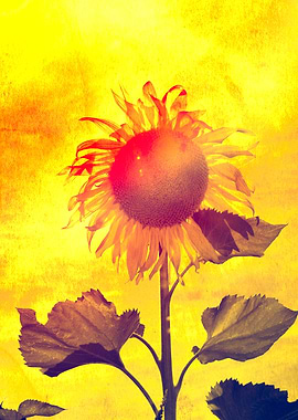 Abstract sunflower