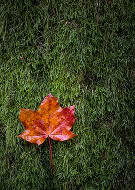 rusty red maple tree leaf