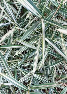 Gardeners Garters Plant