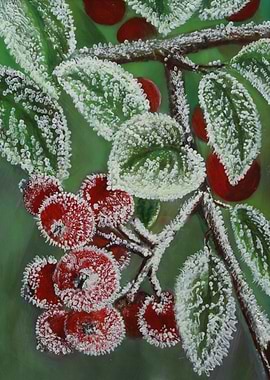 Hawthorn in snow glaze