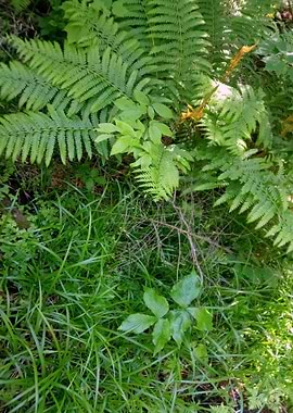 Upper Peninsula Flora 1