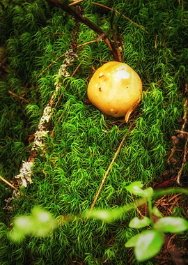 Small mushroom in moss