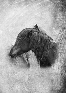 Friendship between horses