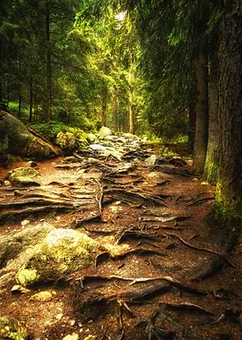 Mystic magic deep forest