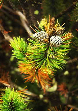 Pine cones on a branch