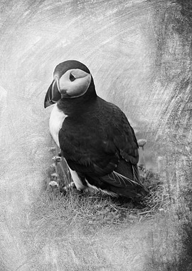 Cute Puffin