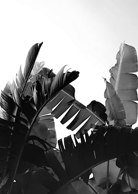 Banana Leaves Summer 2