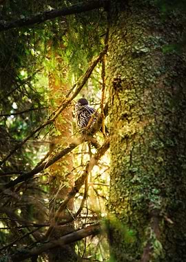 Starling sitting on branch