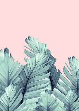 Blush Banana Leaves 5