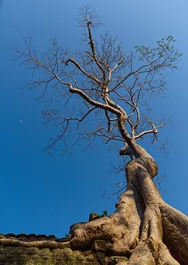 Tree and the moon