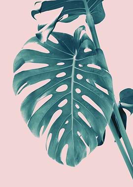 Monstera Delight 3