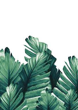 Green Banana Leaves 1