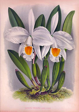 Virginalis White Orchids