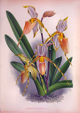 Vintage Peach Orchids