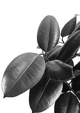 Ficus Elastica 23