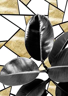 Ficus Elastica Geo 2