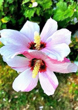 Twin Flame Flowers of Love