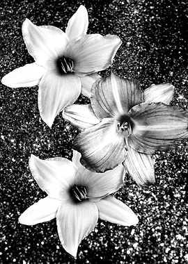 White Lilies on Glitter 1