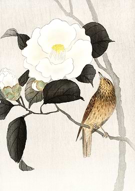 Bird on flowering Camellia