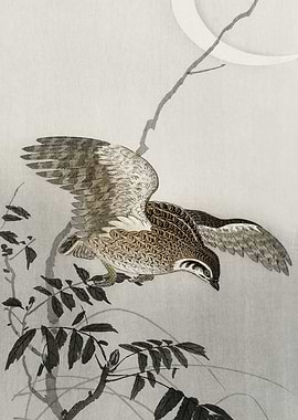 Quail on the tree woodcut
