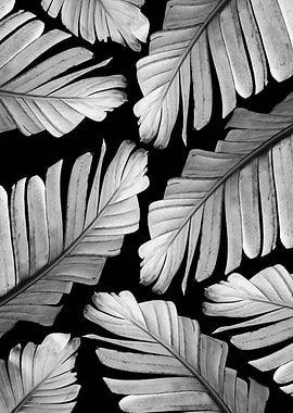 Gray White Banana Leaves 1