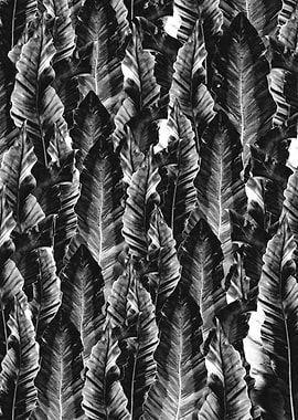 Black Vibes 1 tropical