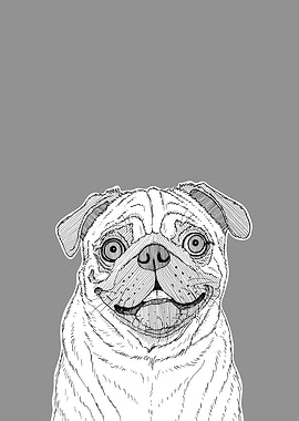 Pug Dog Portrait