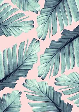 Blush Banana Leaves 7