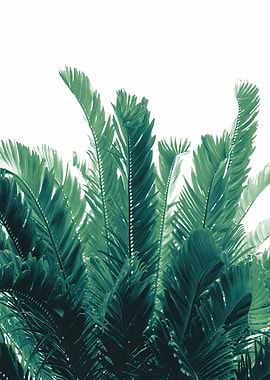 Tropical Leaves Dream 2