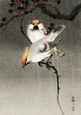 Waxwing birds woodblock