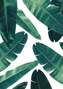Banana Leaves Cali Vibes 2