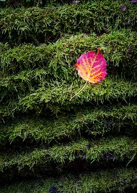 Protect nature Red leaf