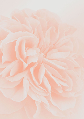 Light Peach Rose 3