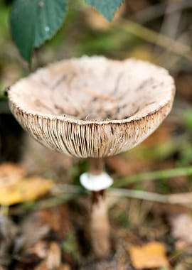 Wild mushroom macro prints