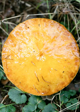 Wild mushroom macro prints
