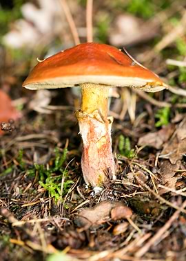 Wild mushroom macro prints